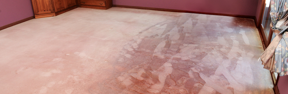 Preventing Mould Growth in Soaked Carpet