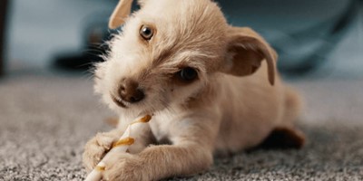 Pet Proof Your Carpet in 5 Simple Steps