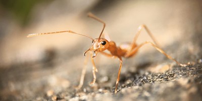 How to Get Rid of House Ants the Natural Way