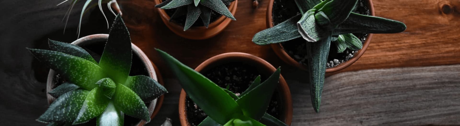 The Best Indoor Air Purifying Plants