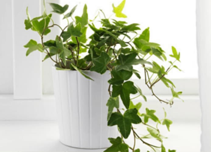 Electrodry The Best Indoor Air Purifying Plants