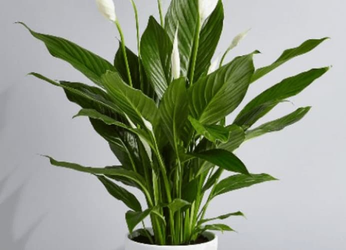 Electrodry The Best Indoor Air Purifying Plants