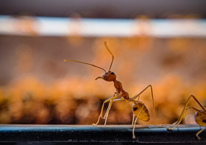 Close up Photo of an Ant