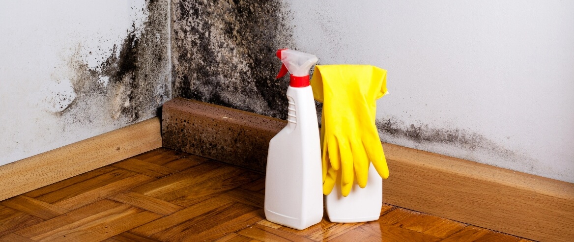 Why You Should Never Use Bleach for Mould Removal