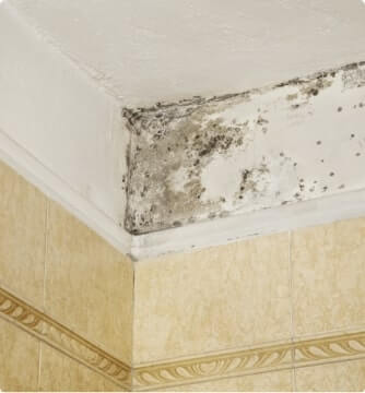 Mould on Wall