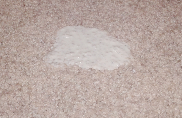 How To Remove A Milk Stain from Carpet