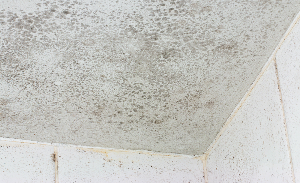 How To Deal With Mould