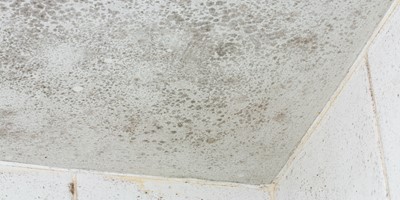 How To Deal With Mould