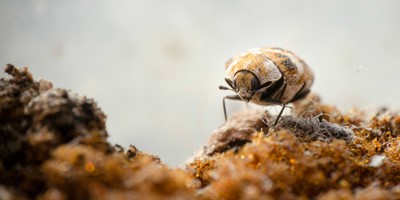 What To Do About Carpet Beetle