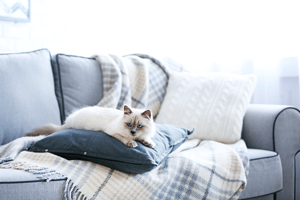 cat-on-sofa