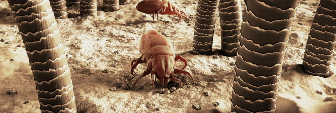 Why the Dust-Mite Menace Get Worse in Winter