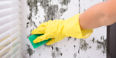The Non-Toxic Way to Tackle the Winter Mould Monster