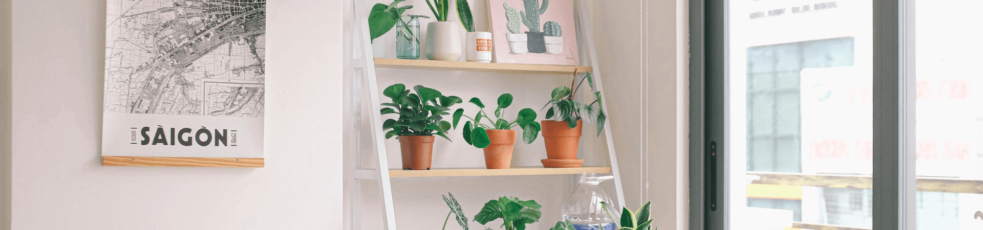 Top 6 Hard-to-Kill Indoor Plants