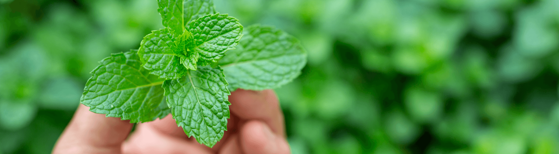 How to Make Invigorating Peppermint Shower Cleaning Spray