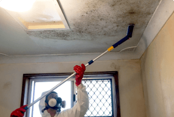 Mould Cleaning and Remediation