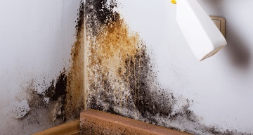 Electrodry Mould Cleaning and Remediation