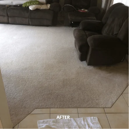 electrodry carpet cleaning after