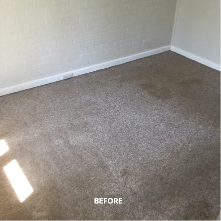 electrodry carpet cleaning before