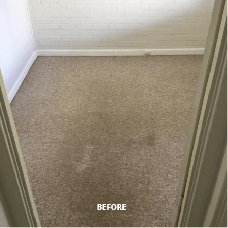 electrodry carpet cleaning before