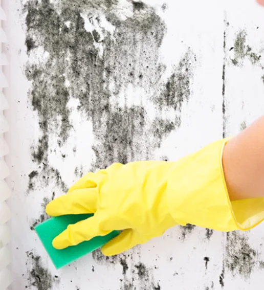 9 Great Tips to Prevent Mould