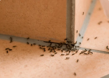 Electrodry How to Eliminate Ants Naturally