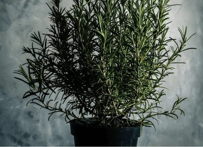 Electrodry Indoor Plant Repel Insects Rosemary