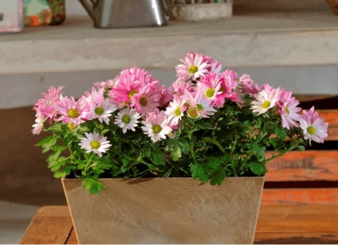 Electrodry Indoor Plant Repel Insects Chrysanthemums