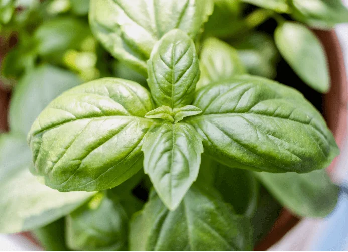 Electrodry Indoor Plant Repel Insects Basil