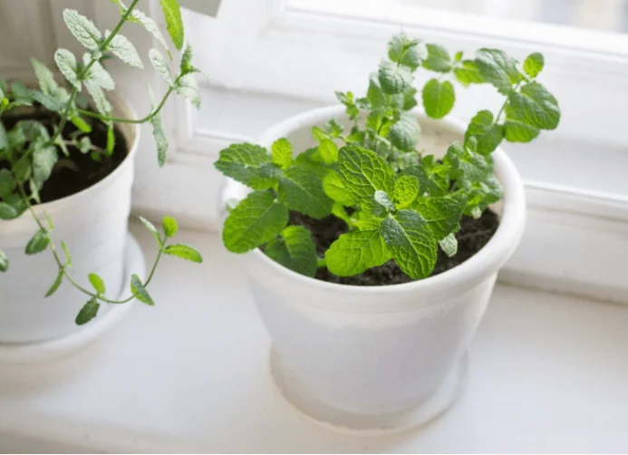 Electrodry Indoor Plant Repel Insects Mint