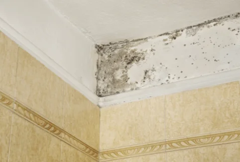 Have you tried  Cleaning Mould Only