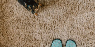 Carpet Care for Pet Owners
