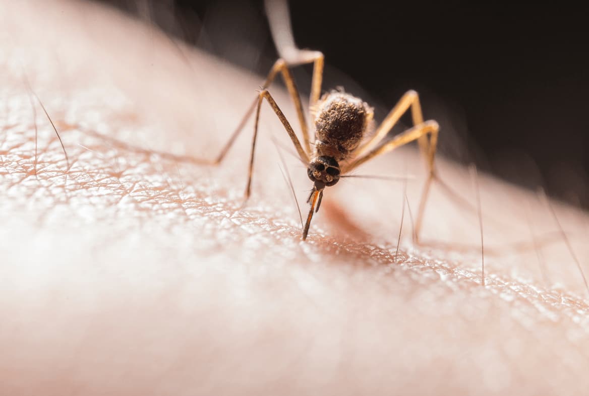 A Practical Guide to Repel Mosquitoes This Summer