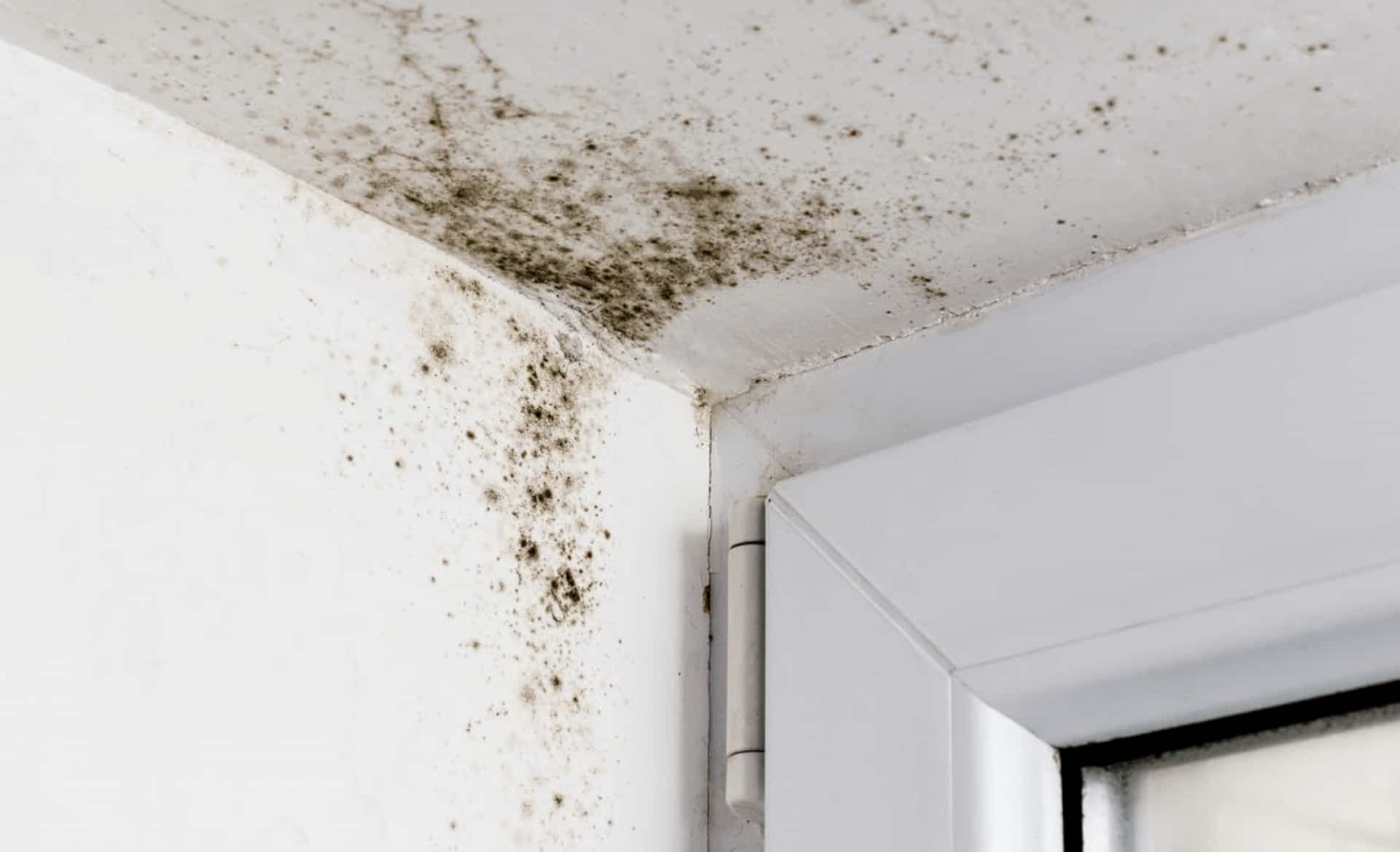 The 6 Worst Mould Hotspots in Your Home - old