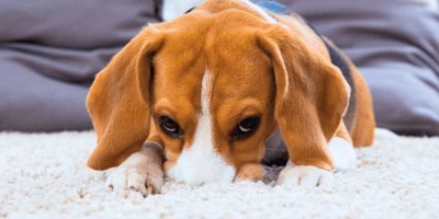 The Easy Way to Remove Pet Urine