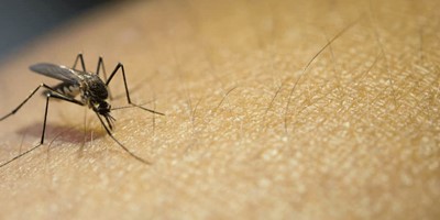 How To Naturally Repel Mosquitoes From Your Home